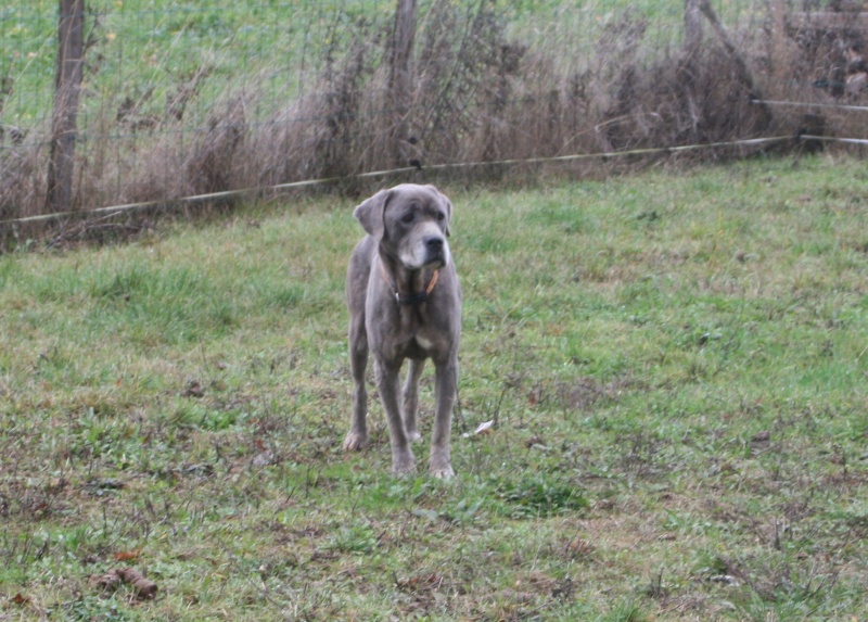 VANILLE femelle Cane Corso bleu LOF 5 ans - FA CM (58) 04510