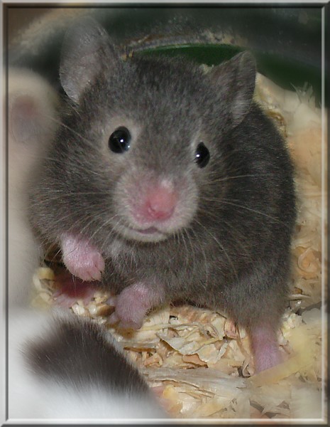 Tiwi, mon Hamster Bild0011