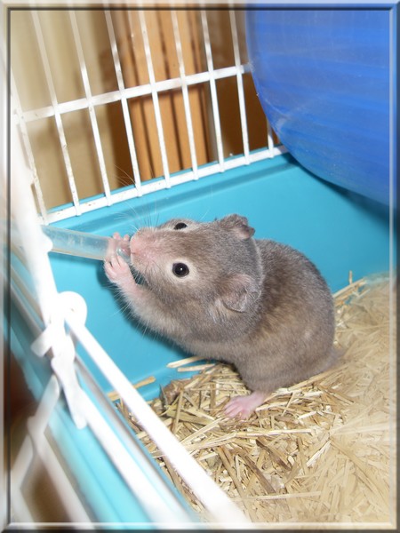 Tiwi, mon Hamster Sdc18017