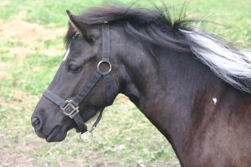 jument pie noir 4ans plein papier bmp(studbookbelge) Img_5010