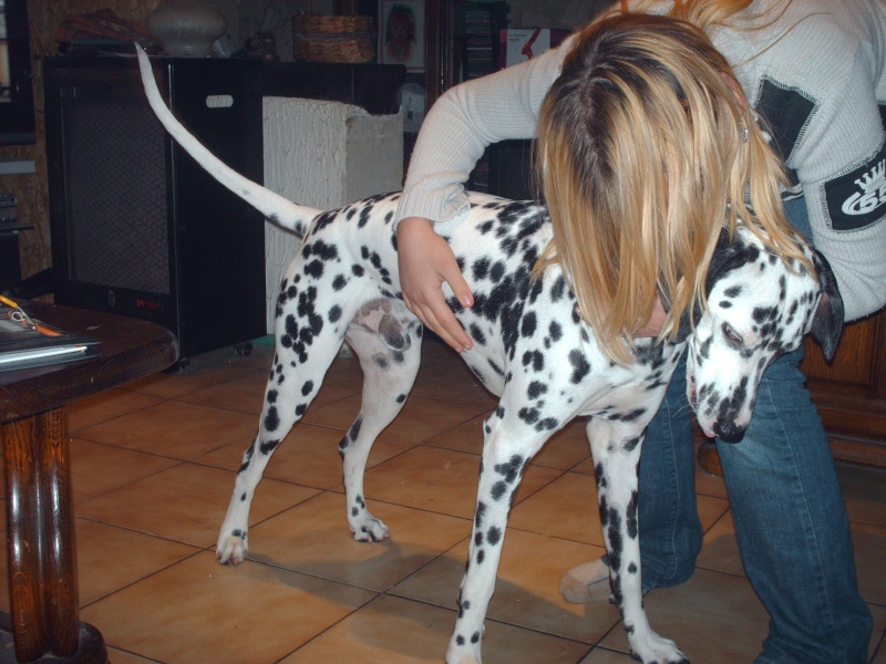 DOMINO-dalmatien M 2ans-en fa (Belgique)asso dalmasf Hpim3322