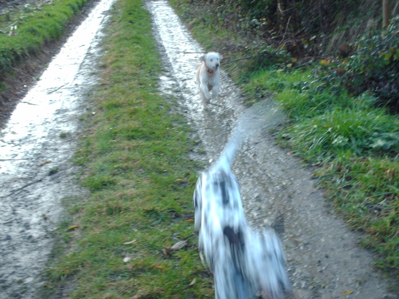 DOMINO-dalmatien M 2ans-en fa (Belgique)asso dalmasf Hpim3330