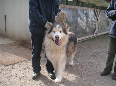 VIDOCQ malamute d'alaska (m)2004 spa colmar 68000 ADOPTE Vidocq12