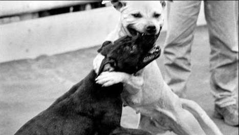 Des centaines de chiens de combat sauvés par la police américaine Chien_10