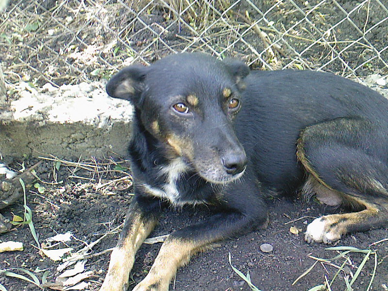 EMPECHONS LE MASSACRE DES CHIENS D'UN REFUGE MOLDAVE Chivan11