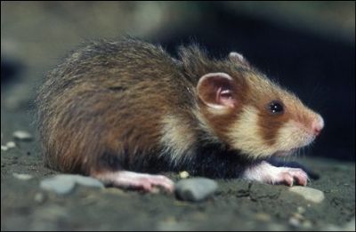 Sauver le grand Hamster d'Alsace: les associations espèrent un "électrochoc Hamste10