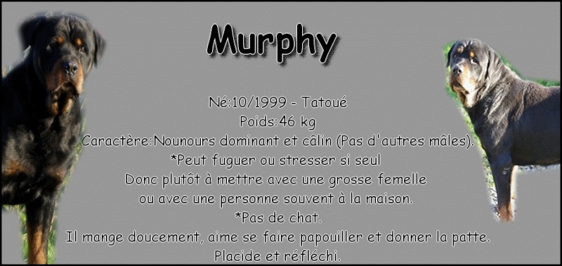 demande de don pour MURPHY & CALYPSO Murphy10
