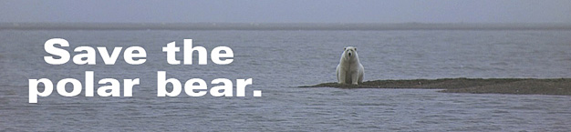 60 jours pour la sauvegarde de l'ours polaire ! Polarb10