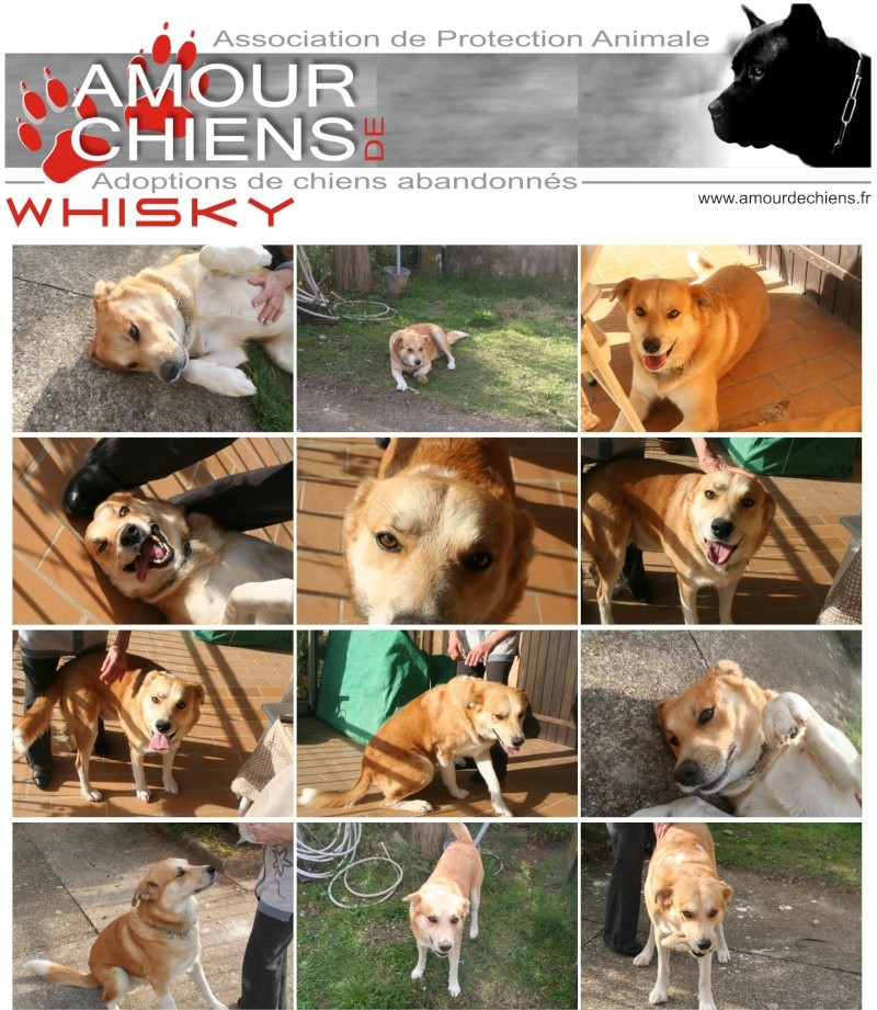 [CANIDES] WHISKY - Berger - Male - 3 ans - Dépt.13 Wisky12