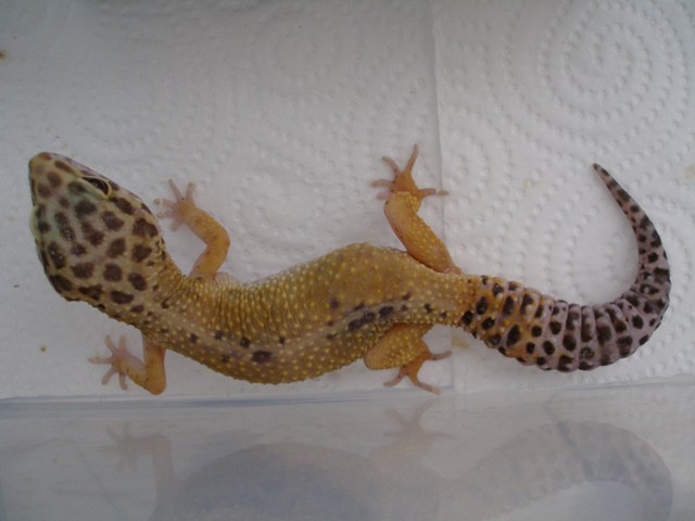 Mes nouveaux Geckos leopard Phasés...! P6250420