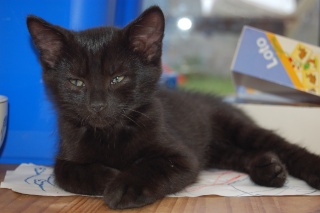 Elio chaton noir d'un mois et demi au 22 juin 2009 Dsc_0045