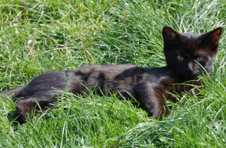 Elio chaton noir d'un mois et demi au 22 juin 2009 Dsc_0119