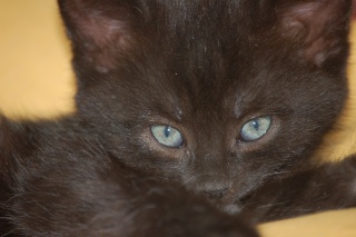 Elio chaton noir d'un mois et demi au 22 juin 2009 Dsc_0517