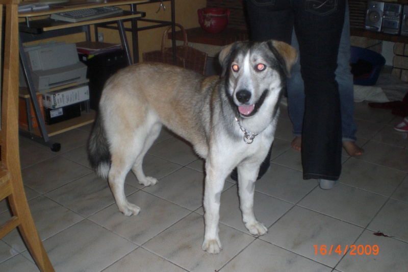 Clava (Clara), husky aux yeux bleus, stérilisée, née en 2007 - SLPA d'Amance Cimg0521
