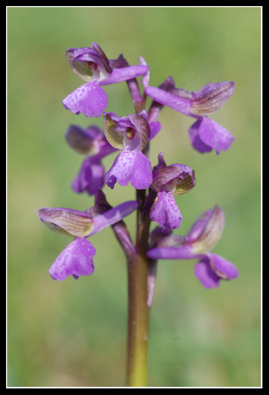 Anacamptis morio ( Orchis bouffon ) 20090437