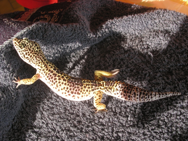 Mes geckos Photo_24