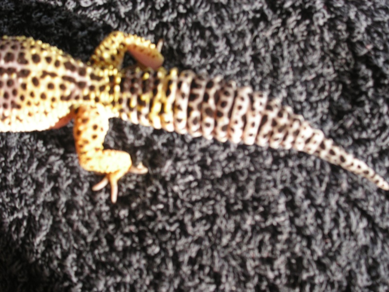 Mes geckos Photo_25