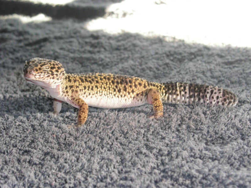 Mes geckos Photo_26