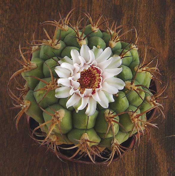 Cactus en fleur Cactus10
