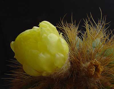 Cactus en fleur Cactus12