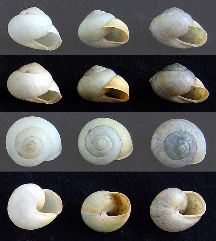 Cepaea hortensis ? Cepaea10