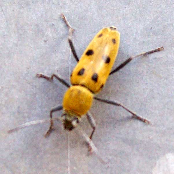 [Chlorophorus glabromaculatus] Belle jaune à pois noirs ! Insect12