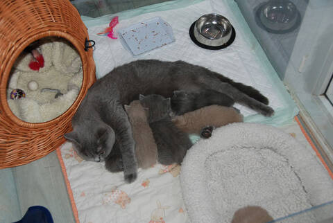 Articles Pour Parc A Chaton Ou Nurserie Page 6 Articles Pour Parc A Chaton Ou Nurserie Page 6