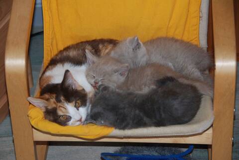 Articles Pour Parc A Chaton Ou Nurserie Page 6 Articles Pour Parc A Chaton Ou Nurserie Page 6