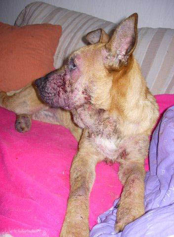 Béa de cani-nursing a reçu un appel pour ZIA femelle de 6 mois atteinte de gale surinfecté: 11010