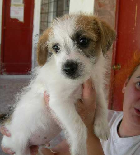 luky chiot male x ratier 3 mois Luky10