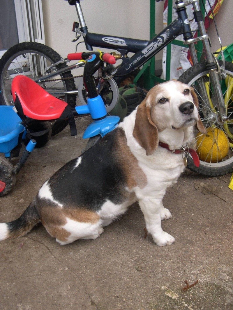 bob male beagle 8,5 ans Photo_18