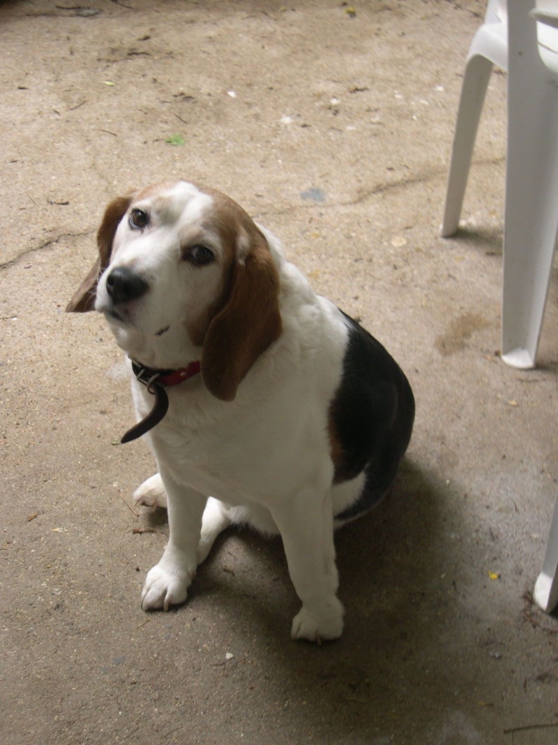 bob male beagle 8,5 ans Photo_39