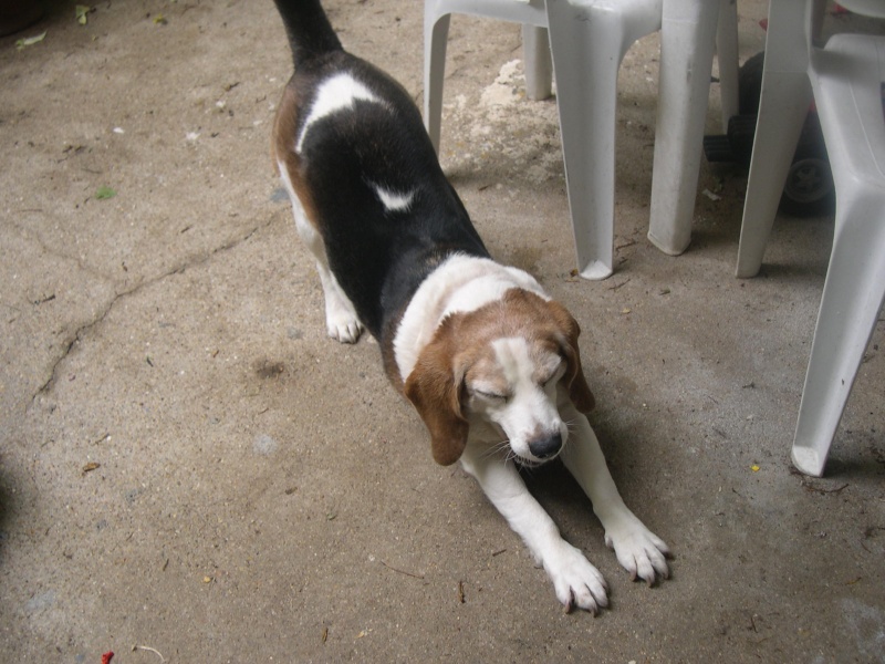 bob male beagle 8,5 ans Photo_40