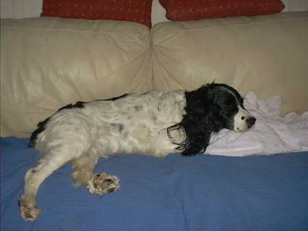 zoé femelle spaniel springer 6 ans Zoe10