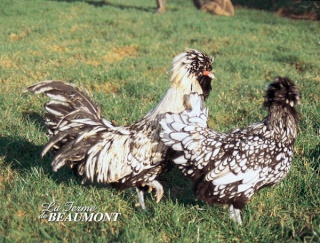 Toujours à l'étude pour mes futures poupoules Padoue10