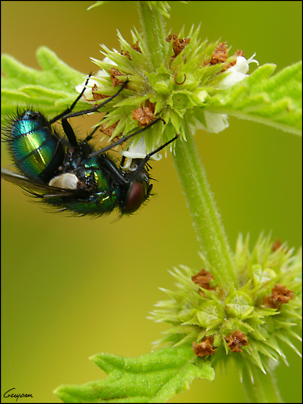 Acier trempée Mouche10