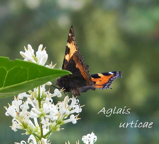 Papillons.. Aglais11