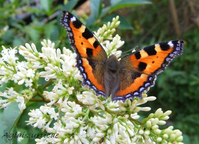 Papillons.. Aglais13