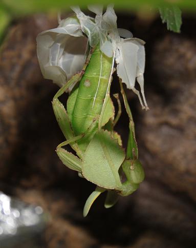 Eclosion et évolution de Phyllium celebicum Mue10