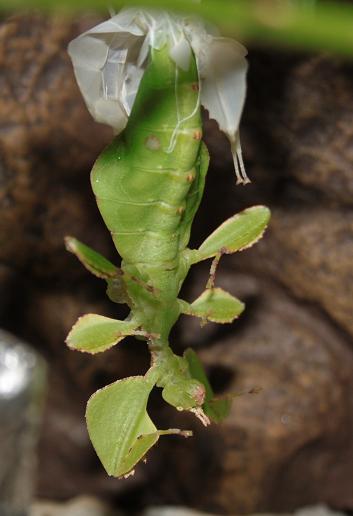 Eclosion et évolution de Phyllium celebicum Mue_310