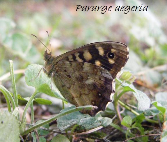 Papillons.. Pararg10