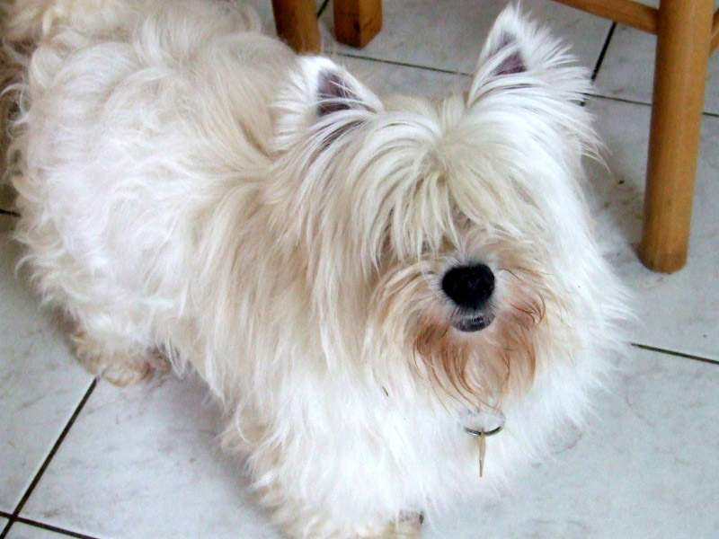 ALIZEE femelle westie de 4 ans (réservée) Alizee10