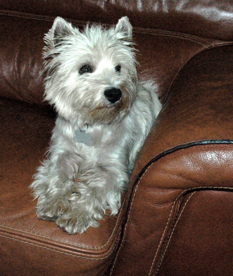 VIXENE femelle westie de 5 ans - Page 4 Vixene12