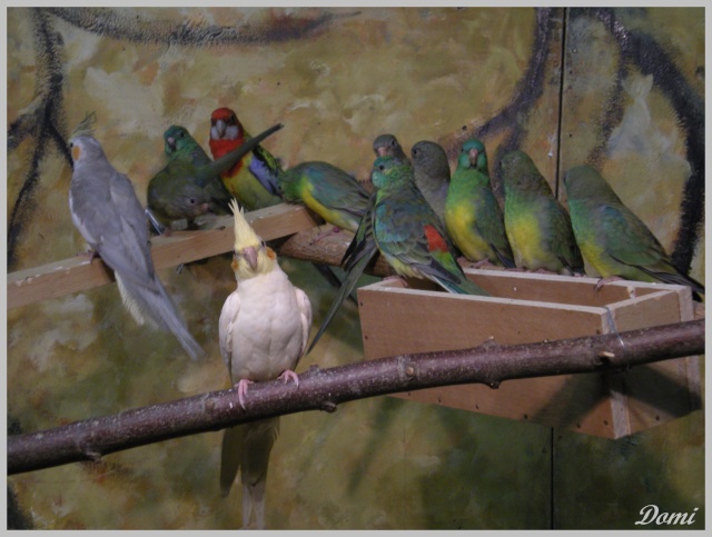 [photos] Salon des Oiseaux de Doullens (novembre 2009) Copie111
