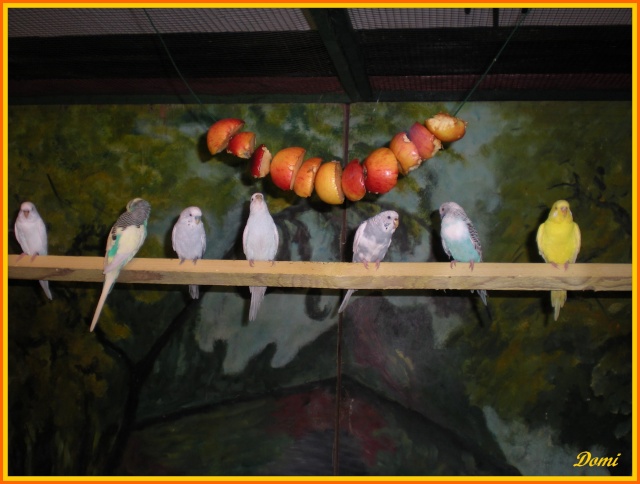 [photos] Salon des Oiseaux de Doullens (novembre 2009) Copie115