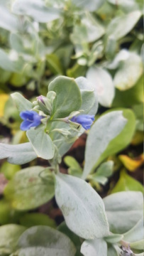 La plante à Huître (Mertensia maritima) 20210910