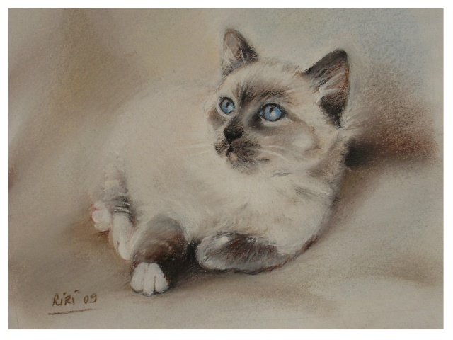 Pas-à-pas rapide d'un chat [pastels tendres] P4171513