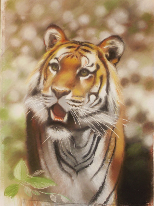 Tigre [Pastel] P5281612