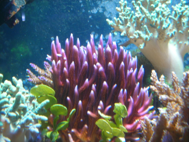 Mon récif a évolué Aqua2016