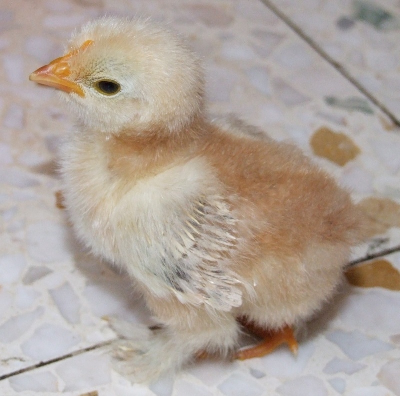 mes 1ers poussins bantam : des millefleurs 12mai_10